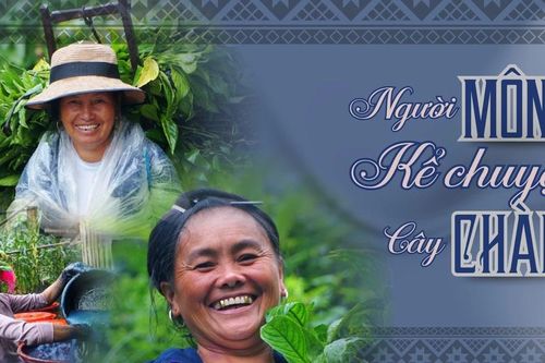 Người Mông kể chuyện cây chàm