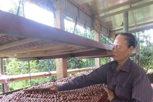 Cây mắc ca bám rễ trên đất lúa