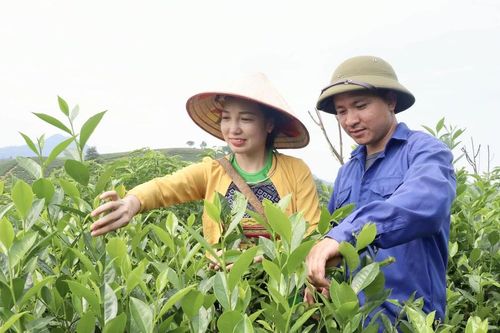 Trà Bát Tiên Long Cốc - đặc sản hương trà Đất Tổ