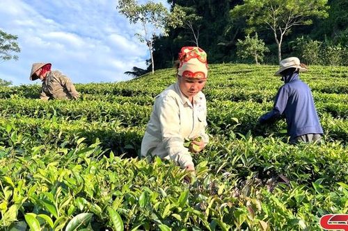 Tô Múa nâng cao thu nhập cho nhân dân