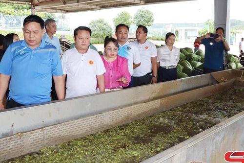 Đoàn công tác Ban Tuyên huấn tỉnh Hủa Phăn và Luông Pha Bang thăm các mô hình nông nghiệp trên địa bàn xã Mai Sơn