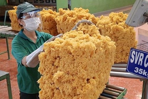 Cao su Phước Hòa (PHR): Lãi nửa đầu năm tăng mạnh, chuẩn bị chia cổ tức năm 2024