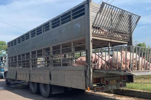 Gia Lai: Phát hiện xe tải chở 220 con heo nghi nhiễm dịch tả lợn châu Phi