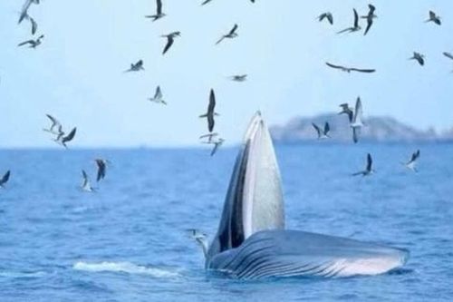 Cá voi xuất hiện đùa nghịch, bắt mồi trên vịnh Nha Trang