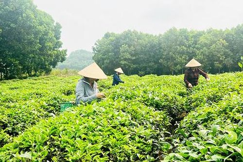 Ghé xứ Tuyên, xem HTX cùng nông dân xây dựng nông thôn mới