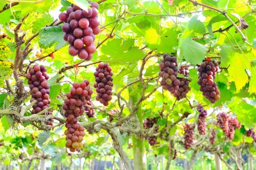 Nho Hạ đen kết hợp du lịch trải nghiệm