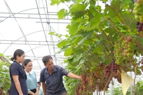 Khai thác quỹ đất nông nghiệp tại bãi sông: Mở hướng phát triển du lịch nông nghiệp sinh thái