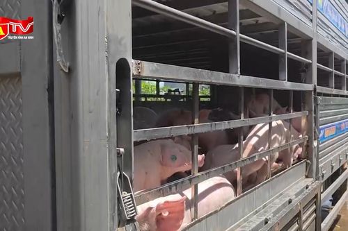 Phát hiện hàng trăm con lợn bệnh chuẩn bị đưa đi tiêu thụ