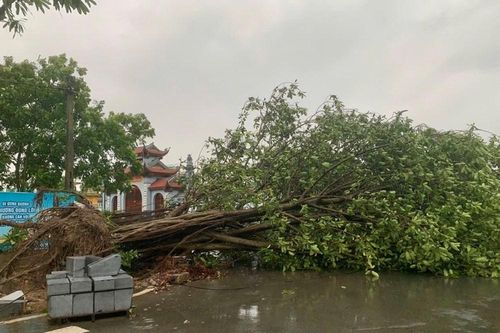 Ninh Bình thiệt hại trên 386 tỷ đồng do bão Wipha