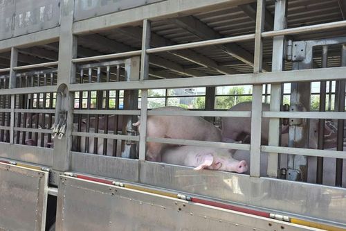 Gia Lai tiêu hủy hơn 200 con heo nhiễm dịch tả lợn châu Phi