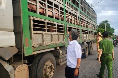 Xe vận chuyển heo nhiễm dịch tả phải chịu toàn bộ chi phí tiêu hủy