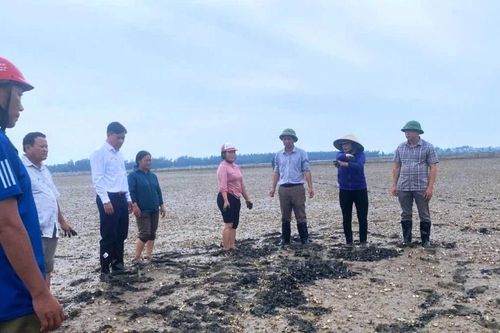 Ngao nuôi ở Thanh Hóa chết hàng loạt