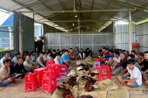 Bắt quả tang hơn 50 'con bạc' sát phạt theo hình thức đá gà