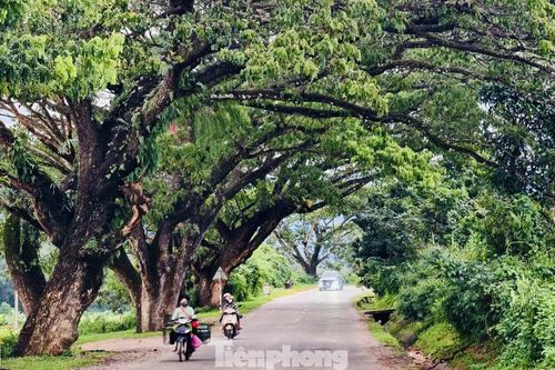 Ngắm hàng me Tây trăm tuổi như 'đường hầm xanh' đẹp mê mẩn ở Quảng Ngãi