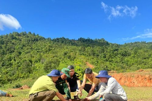 60.000 cây bản địa 'vá rừng' Sơn La: Hồi sinh lá phổi xanh Tây Bắc