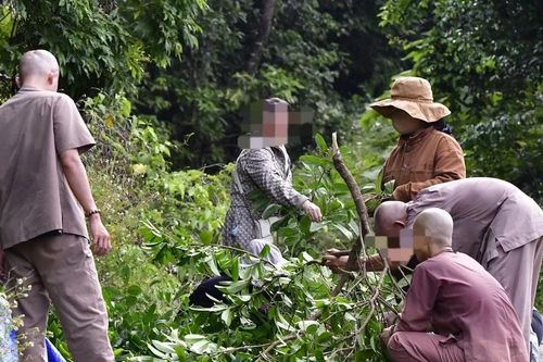 Nhóm người chặt cây, lấy nguồn thức ăn của khỉ trên bán đảo Sơn Trà