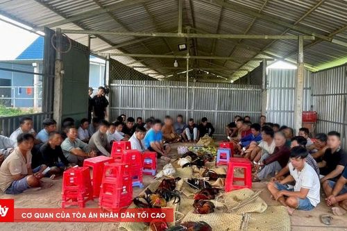 Phá trường gà, tạm giữ 51 con bạc