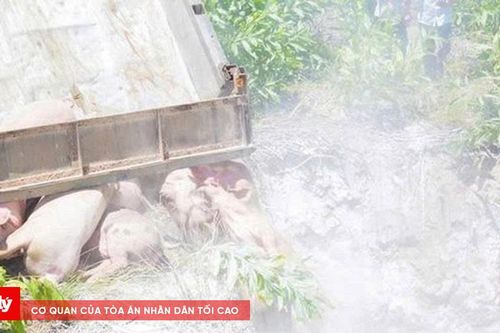 Huế tiêu hủy lợn nhiễm bệnh, xử lý xác lợn bỏ ven đường