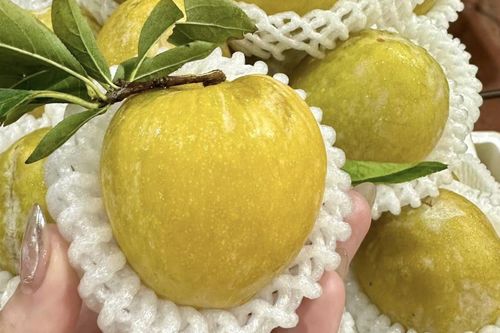 Mận cau Trung Quốc từng có giá 450 nghìn/kg, giờ rớt giá không ai ngờ