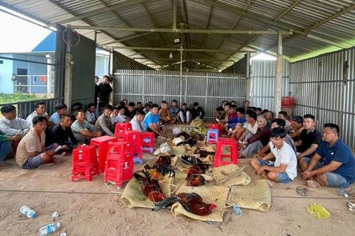 Triệt phá trường gà, bắt quả tang 51 con bạc, thu giữ hơn 200 triệu đồng