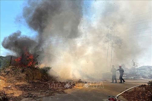Kịp thời ngăn chặn, không để cháy rừng tại Nghĩa trang thành phố Đà Nẵng
