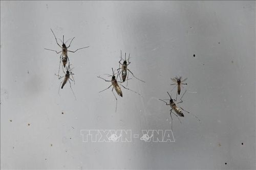 Hàng nghìn ca mắc bệnh, Trung Quốc ráo riết kiểm soát dịch Chikungunya