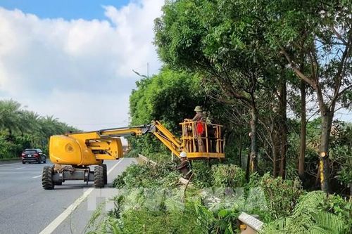 Hà Nội cắt tỉa cây xanh đảm bảo an toàn mùa mưa bão