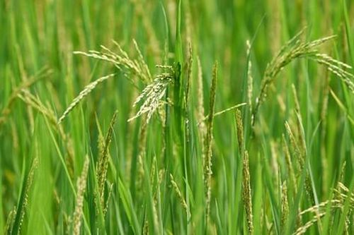 Canh tác lúa hữu cơ - hướng đi bền vững cho vùng đồng bào dân tộc thiểu số