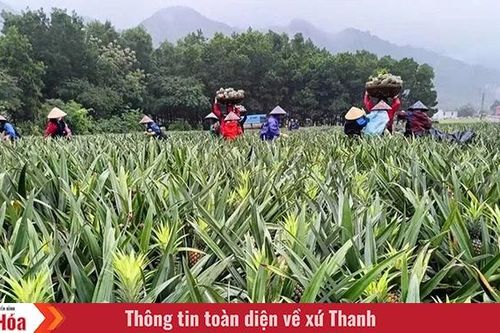 Chuyện của... dứa thơm (Bài 1): Trên đất nông trường