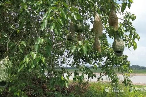 Mùa chim rồng rộc làm tổ ven hồ Trị An
