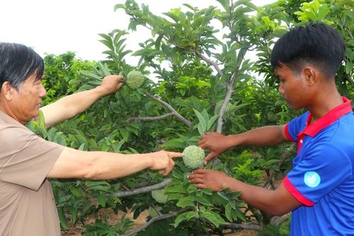 Ông Bùi Văn Lời thu lãi cao từ trồng mãng cầu, nhãn trái vụ