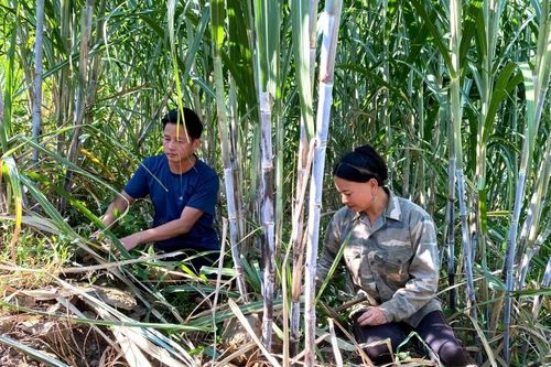 Mô hình liên kết trồng mía