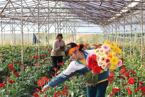 Kỳ vọng 'thủ phủ hoa' vươn mình khẳng định vị thế