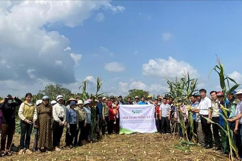 Mô hình trồng ngô làm thức ăn chăn nuôi phù hợp với vùng đất xã biên giới Đắk Will