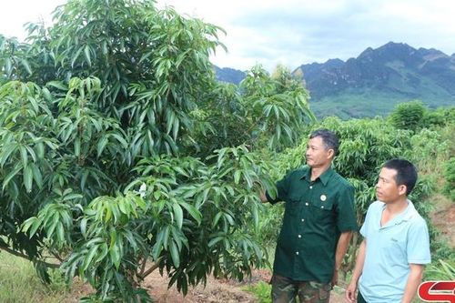 Sắp xếp tổ chức Hội Cựu chiến binh theo mô hình mới