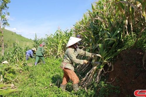 Hiệu quả kinh tế từ trồng ngô sinh khối