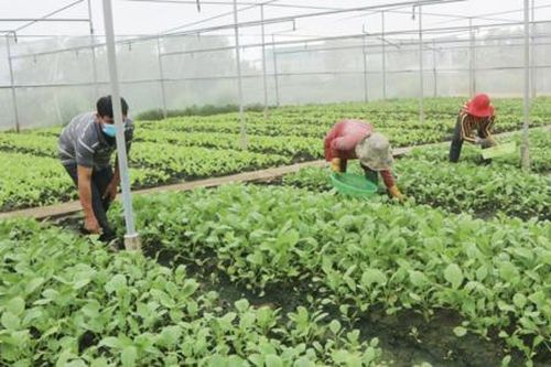 Bí quyết để một HTX ở Đồng Tháp thu lợi nhuận gần 2 tỷ mỗi năm