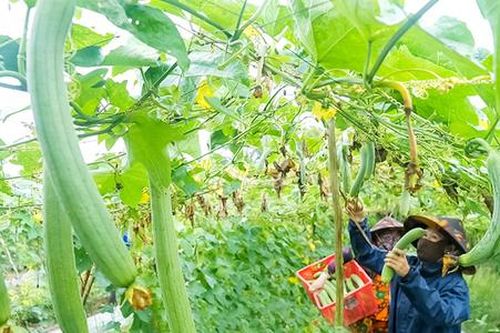 Có một HTX giúp nông dân Cà Mau làm giàu chỉ từ những thứ quả quen thuộc