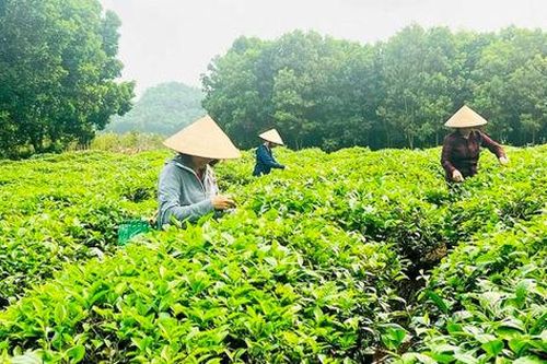 Phụ nữ và người trẻ Tuyên Quang dựng xây nông nghiệp sạch từ gian khó