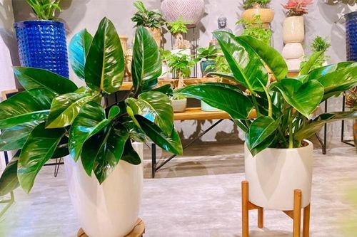 Tưới nước cho cây trầu bà đế vương, chăm hay lười đều không ổn