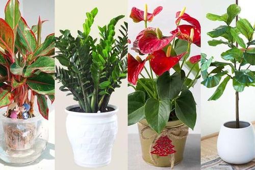 Cách chọn cây phong thủy để bàn theo từng mệnh giúp thăng tiến, may mắn và tài lộc