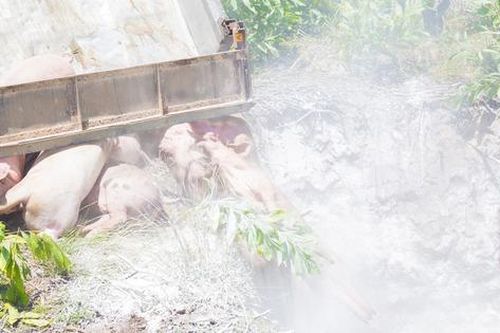 Tiêu hủy khẩn cấp gần 2 tấn lợn bệnh, phát hiện xác lợn chết vứt bên đường ở Huế