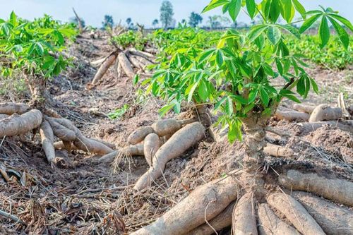 Hướng đi mới để ngành hàng sắn phát triển bền vững