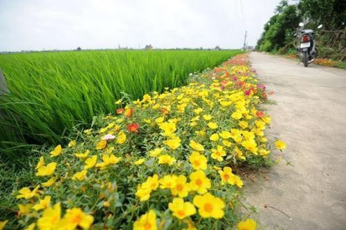 Có những sớm thu…