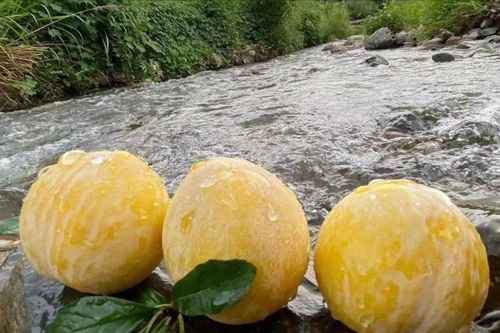 Từng giá nửa triệu đồng/kg, mận cau Trung Quốc rẻ không ngờ