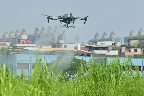 Dịch chikungunya: Trung Quốc dùng 'chiến thuật' mạnh như thời chống Covid-19, chuyên gia nói gì?