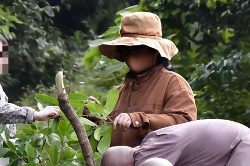 Dẫn du khách lên bán đảo Sơn Trà hái thức ăn của khỉ, người đàn ông lĩnh phạt