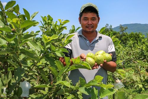 8X Đà Nẵng biến đồi đất cằn khô, lổn nhổn sỏi đá thành vườn cây ăn quả bạc tỷ