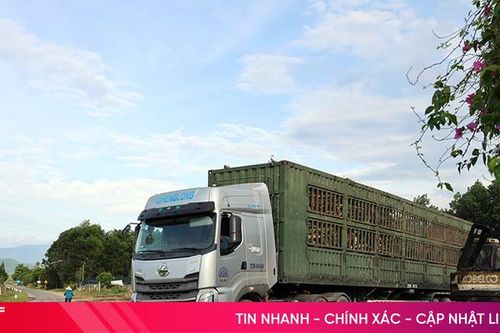 Hiểm họa từ những bãi tập kết gỗ keo ven quốc lộ