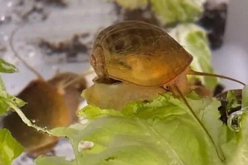 Ốc bươu vàng mọc lại mắt, mở ra hy vọng phục hồi thị lực cho con người